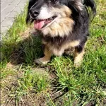 Znaleziono psa, Grudziądz, 8 maja 2024