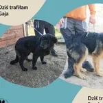 Znaleziono psa, Dąbrówka, 7 maja 2024