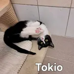 Tokio
