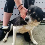 Znaleziono psa, Racławice, 2 maja 2024