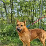 Znaleziono psa, Grudziądz, 21 grudnia 2022