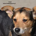Pies do adopcji, Nowy Dwór Mazowiecki, 9 maja 2024