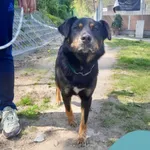 Znaleziono psa, Gdynia, 1 maja 2024