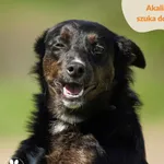 Pies do adopcji, Dąbrówka, 9 maja 2024