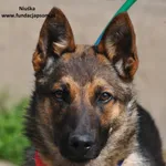 Pies do adopcji, Nowy Dwór Mazowiecki, 8 maja 2024