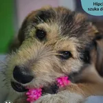 Pies do adopcji, Dąbrówka, 9 maja 2024