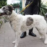 Znaleziono psa, Łódź, 10 maja 2024