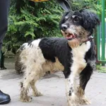 Znaleziono psa, Łódź, 20 września 2025