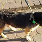 Znaleziono psa, Toruń, 11 maja 2024