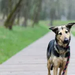 Pies do adopcji, Sosnowiec, 11 maja 2024