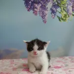 Kot do adopcji, Kielce, 13 maja 2024