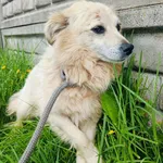 Znaleziono psa, Racławice, 9 maja 2024
