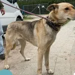 Znaleziono psa, Dąbrówka, 11 maja 2024