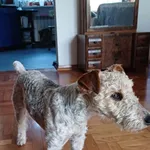 Flora - młodziutka, wesoła foxterierka szuka domu