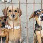 Szczenięta poszukują domów.