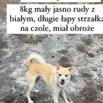 Zaginął pies, Wola Okrzejska, 14 maja 2024