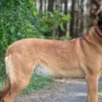 Imię: Tara Czip: 616093902336346 Płeć: samica Wiek: styczeń 2019 Wielkość: duża Kastracja/sterylizacja: tak Inne Psy: Akceptuje towarzystwo innych zwierząt Dzieci: W wieku szkolnym Charakter: Spokojna