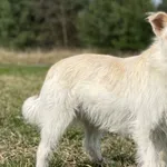 Pies do adopcji, Pieczyska, 14 maja 2024