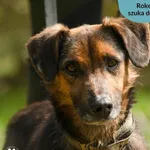 Pies do adopcji, Dąbrówka, 14 maja 2024