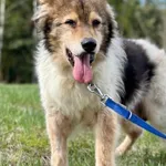 Imię: Gienio Czip: 616093902282387 Płeć: samiec Wiek: styczeń 2010 Wielkość: mała Kastracja/sterylizacja: nie Inne Psy: Akceptuje towarzystwo innych zwierząt Dzieci: W wieku szkolnym Charakter: Spokoj