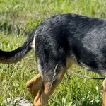 Pies do adopcji, Pieczyska, 14 maja 2024
