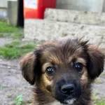 Pies do adopcji, Włocławek, 14 maja 2024