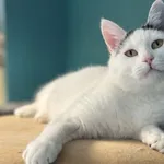 Kot do adopcji, Świdnica, 8 grudnia 2023