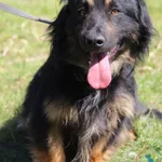 Pies do adopcji, Węgrowo, 9 maja 2024