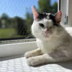 Kot do adopcji, Świdnica, 11 marca 2024