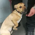 Pies odnaleziony w dniu 14.05.2024 r. przy ul. Ogrody.