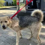 Pies do adopcji, Włocławek, 16 maja 2024