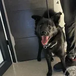 Przyjęty: 2024-05-15 Gmina: Łodygowice Płeć: Pies Opis: mieszaniec, czarne z białą krawatką