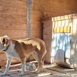 Pies do adopcji, Orzechowce, 15 maja 2024