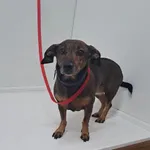 Bytom 616093901902562 mieszaniec brązowa podpalana suka 259/2023