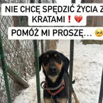 Pies do adopcji, Korabiewice, 17 maja 2024