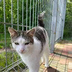 Kot do adopcji, Włocławek, 19 marca 2024
