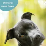 Pies do adopcji, Dąbrówka, 16 maja 2024