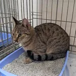 Knurów 616093901902557 europejski szara pręgowana kotka K1 10-06-2023