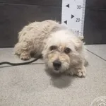 Przyjęty: 2024-05-17 Gmina: Bogoria Płeć: Suka Opis: mieszaniec, kremowy