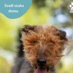 Pies do adopcji, Dąbrówka, 16 maja 2024