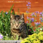 Kot do adopcji, Rzeszów, 19 maja 2024