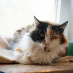 Kot do adopcji, Wola Rafałowska, 19 maja 2024