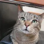 Kot do adopcji, Jelenia Góra, 11 maja 2024
