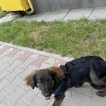 Znaleziono psa, Łódź, 19 maja 2024