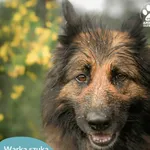 Pies do adopcji, Dąbrówka, 20 maja 2024
