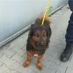 Pies odnaleziony w dniu 17.05.2024 r. przy ul. Inwalidów.