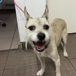 Bytom mieszaniec biszkoptowy pies 217/2024