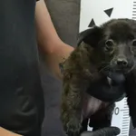 Przyjęty: 2024-05-18 Gmina: Chęciny Płeć: Suka Opis: mieszaniec, czarne