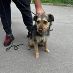 Znaleziono psa, Sosnowiec, 17 maja 2024