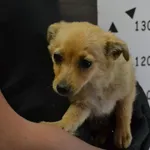 Przyjęty: 2024-05-18 Gmina: Chęciny Płeć: Suka Opis: mieszaniec, biszkoptowe